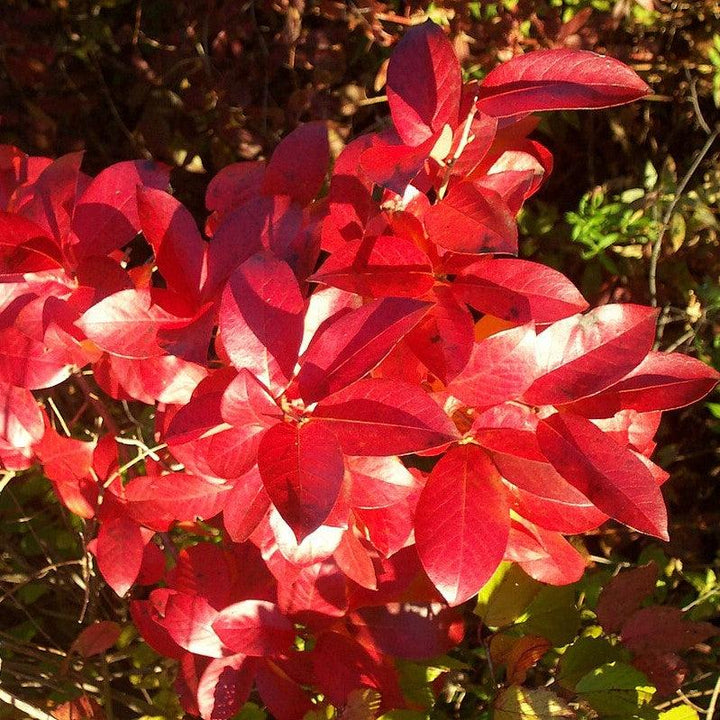 Nyssa sylvatica 'David Odom' ~ Afterburner® Blackgum-ServeScape