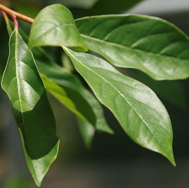 Nyssa sylvatica 'David Odom' ~ Afterburner® Blackgum-ServeScape