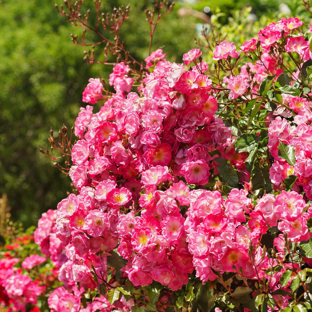 Rosa x 'NOA168098F' ~ Monrovia® Flower Carpet® Pink Supreme Rose-ServeScape