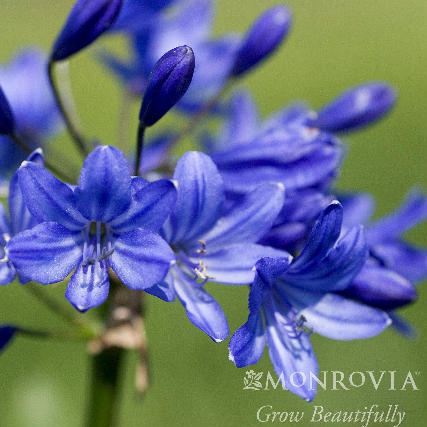 Agapanthus 'Monmid' ~ Monrovia® Midknight Blue® Agapanthus-ServeScape