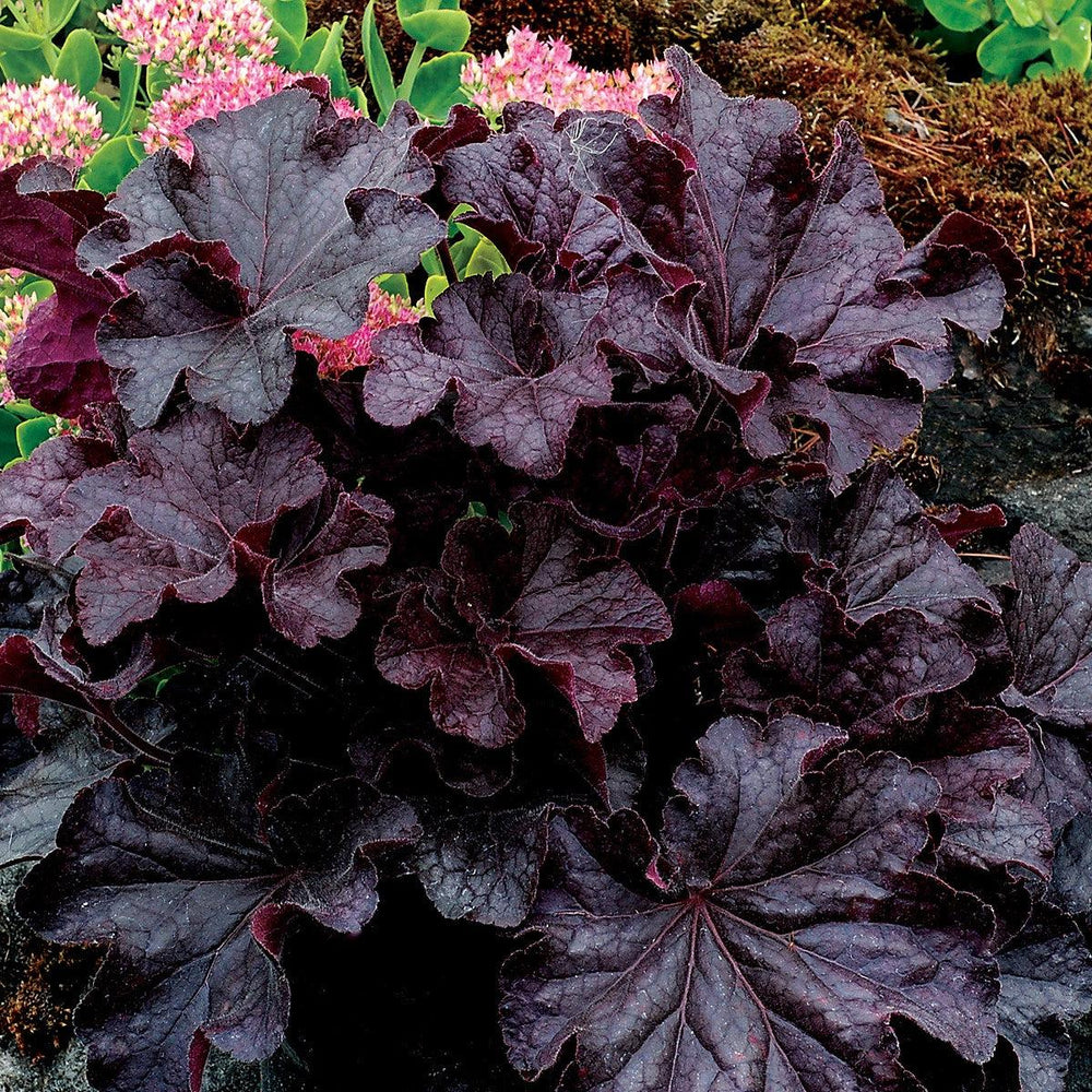 Heuchera x villosa TNHEUGB' ~ Monrovia® Grande™ Black Coral Bells, Heuchera-ServeScape