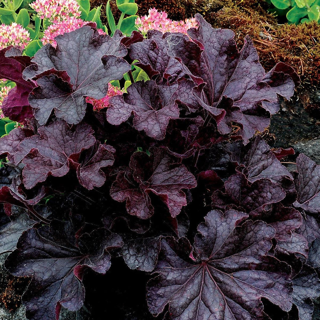 Heuchera x villosa TNHEUGB' ~ Monrovia® Grande™ Black Coral Bells, Heuchera-ServeScape
