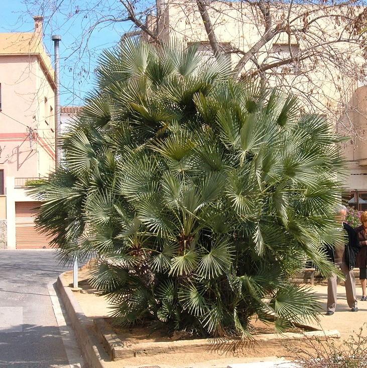 Chamaerops humilis ~ Monrovia® European Fan Palm-ServeScape