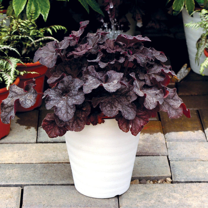 Heuchera x villosa TNHEUGB' ~ Monrovia® Grande™ Black Coral Bells, Heuchera-ServeScape