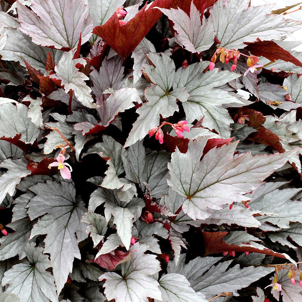 Begonia 'Silver Bells' ~ Monrovia® Holiday™ Silver Bells Begonia-ServeScape