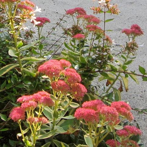 Sedum 'Lajos' ~ Monrovia® Autumn Charm Stonecrop-ServeScape