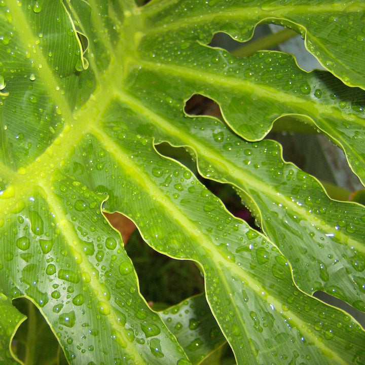 Philodendron 'Lickity Split' ~ Monrovia® Lickity Split Philodendron-ServeScape