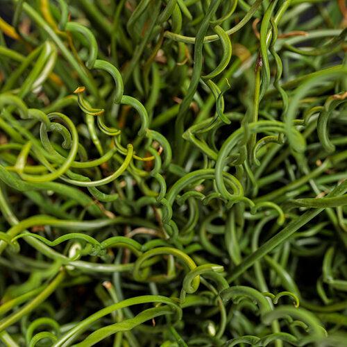 Juncus effusus 'Curly Wurly' ~ Monrovia® Curly Wurly Corkscrew Rush-ServeScape