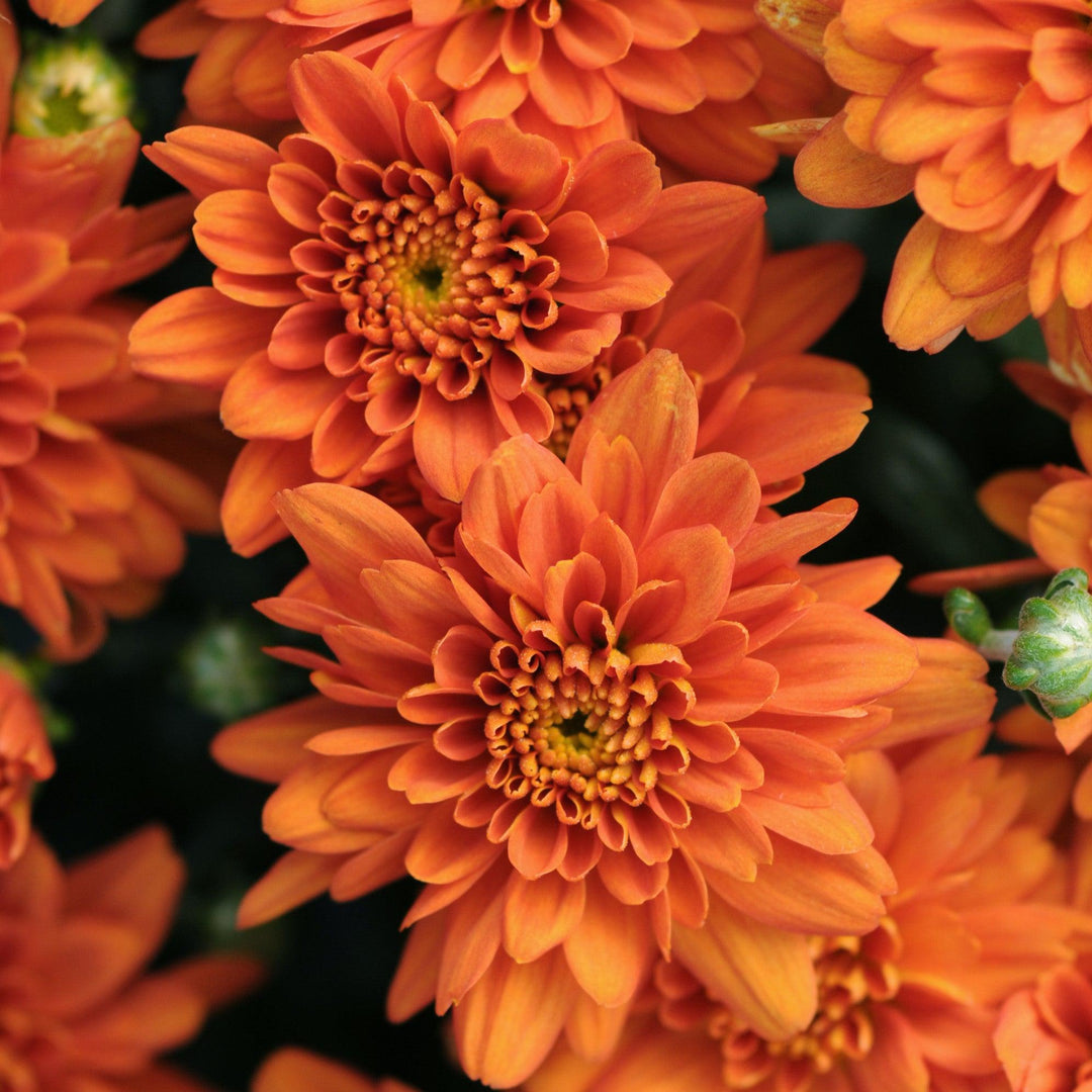 Chrysanthemum x morifolium 'Orange Zest' ~ Orange Zest Mum-ServeScape