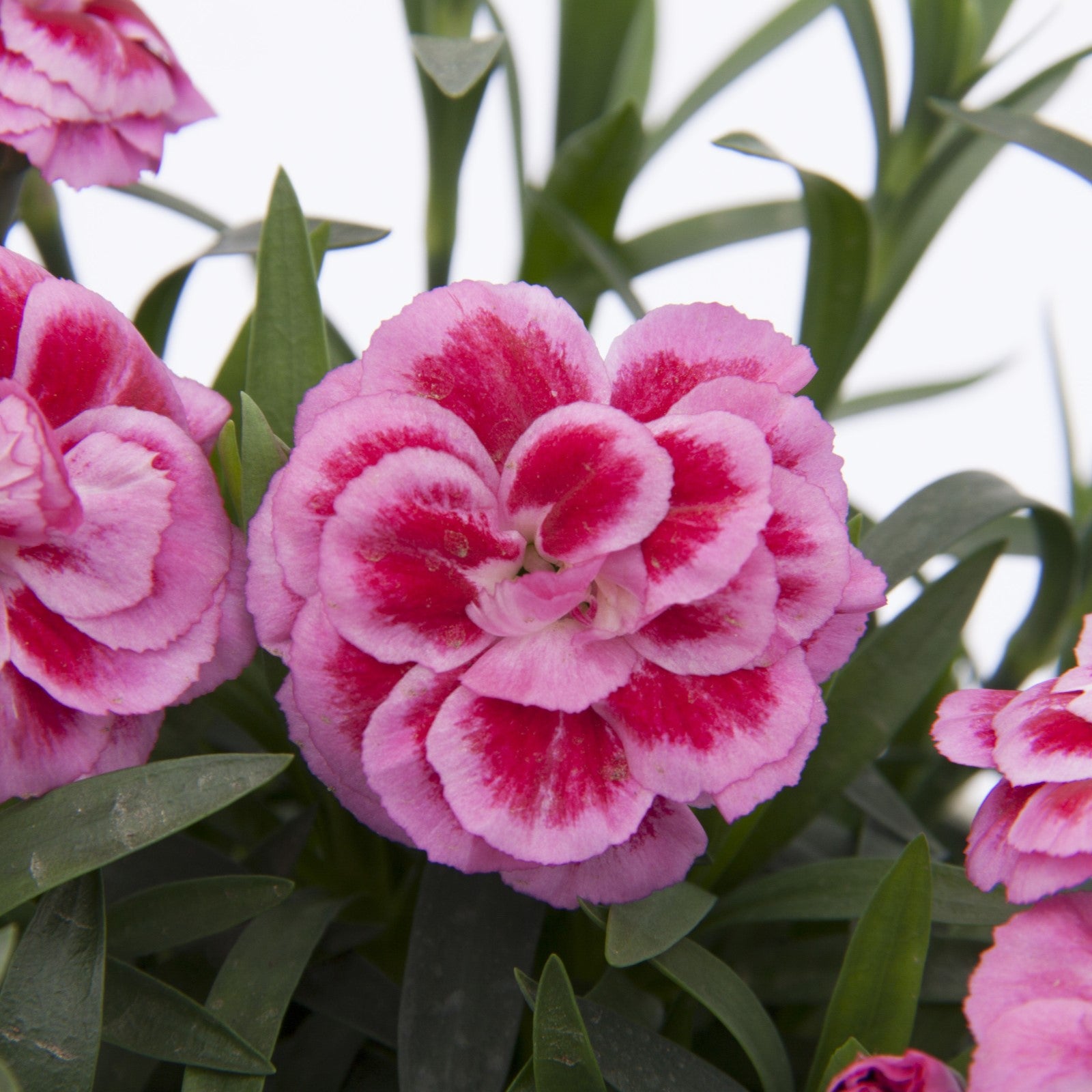 Dianthus caryophyllus 'KLEDP17262' ~ Oscar® Violet and Pink Dianthus-ServeScape