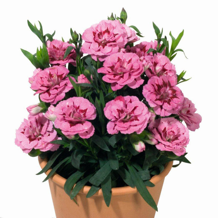 Dianthus caryophyllus 'KLEDP10111' ~ Oscar® Pink Purple Dianthus-ServeScape