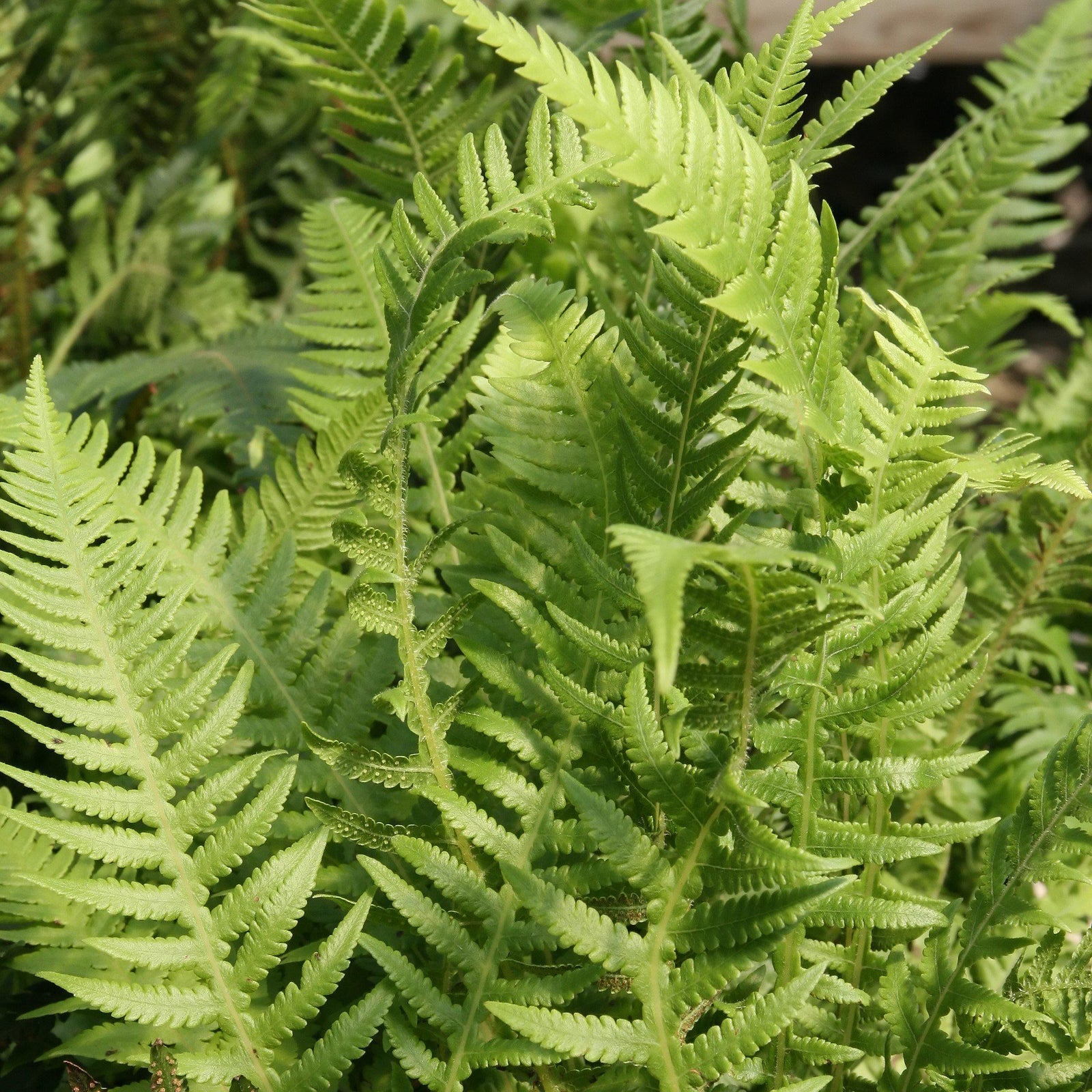 Thelypteris decursive-pinnata ~ Monrovia® Japanese Beech Fern-ServeScape