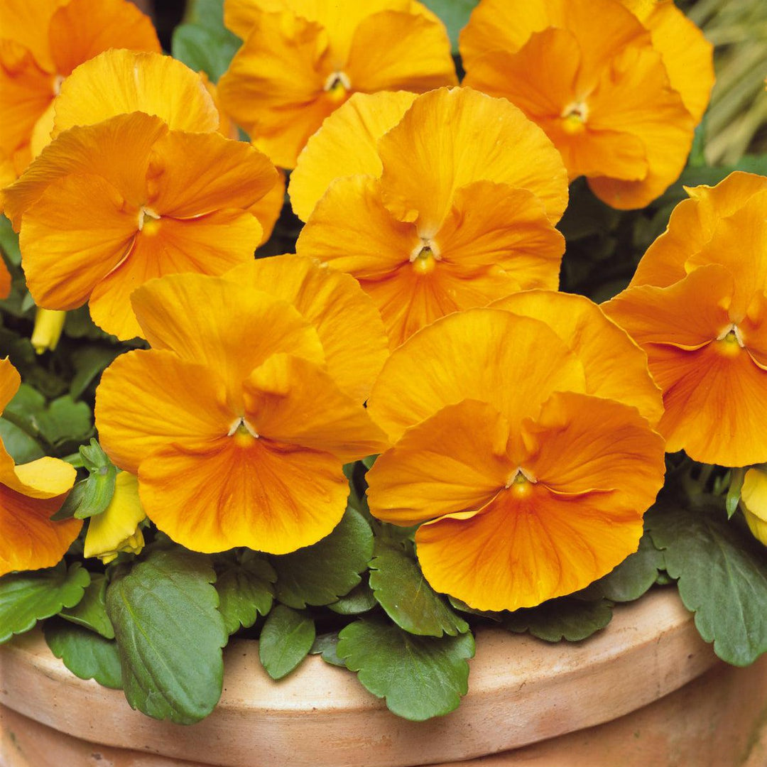 Viola x wittrockiana 'PAS491790' ~ Matrix™ Orange Pansy-ServeScape