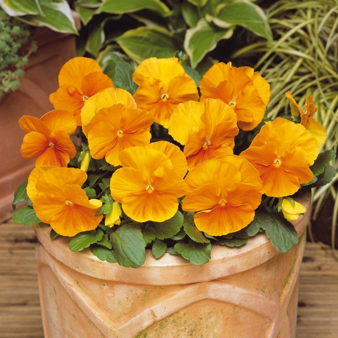 Viola x wittrockiana 'PAS491790' ~ Matrix™ Orange Pansy-ServeScape