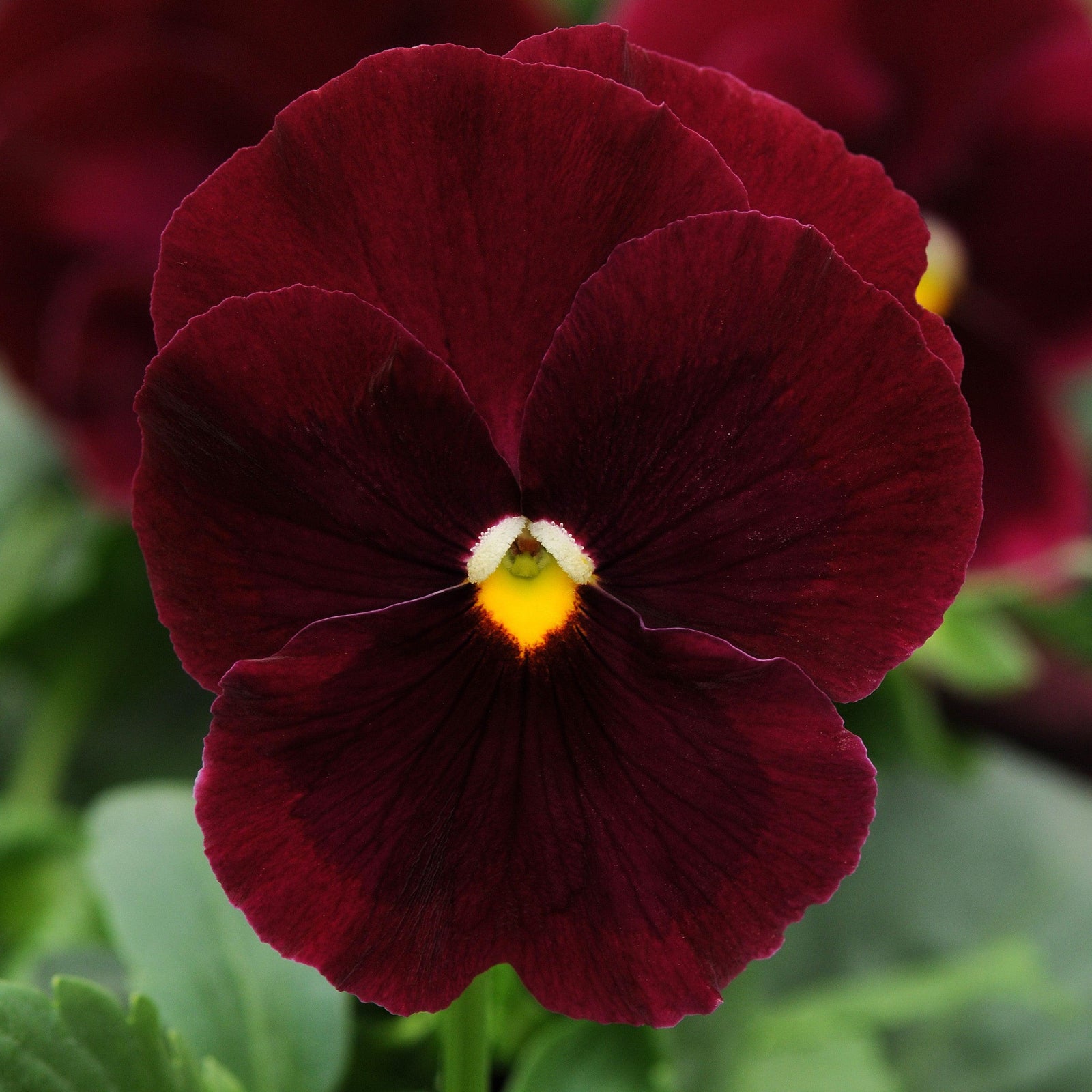 Viola x wittrockiana 'PAS537117' ~ Matrix™ Rose Pansy-ServeScape