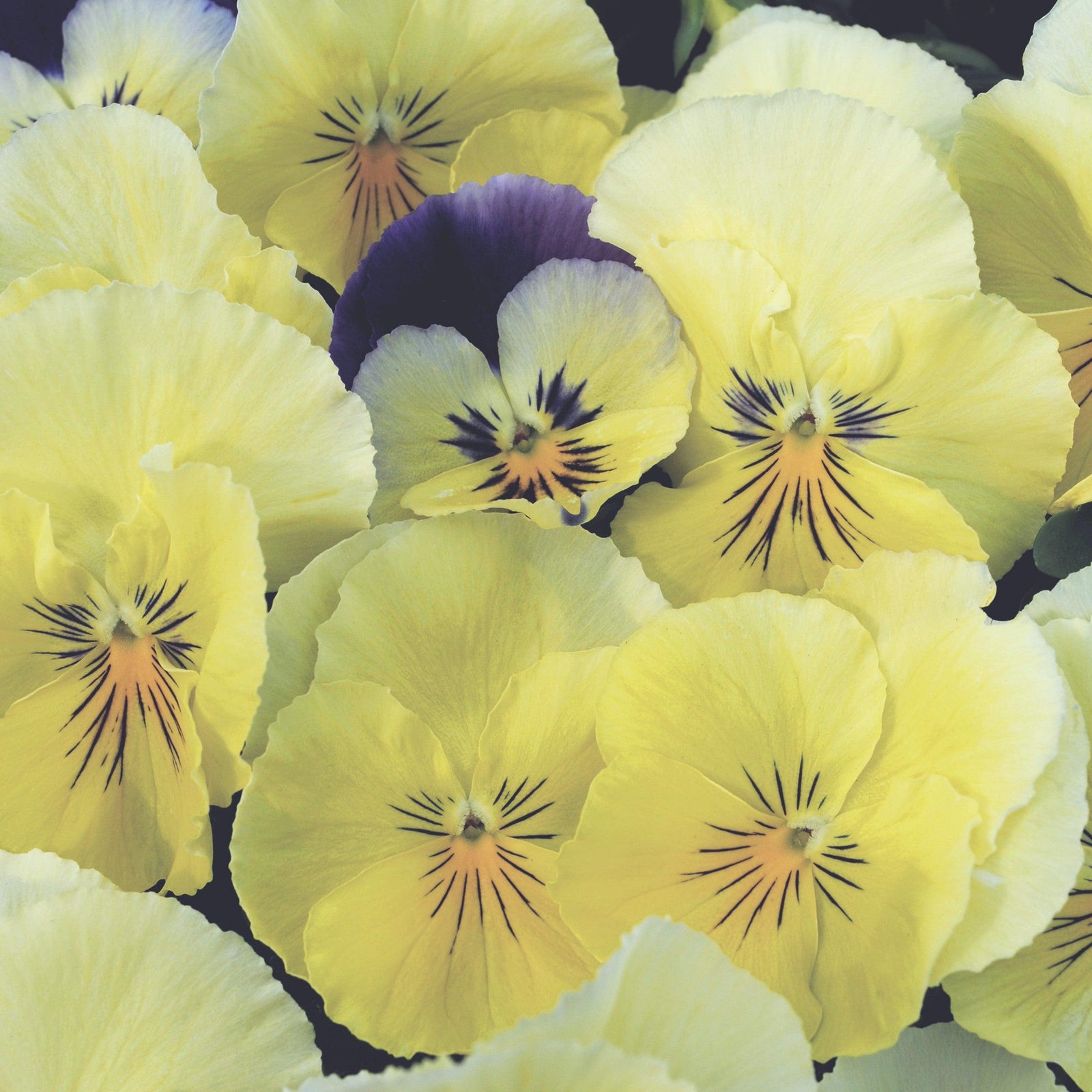 Viola x wittrockiana 'PAS835625' ~ Cool Wave® Lemon Surprise Pansy-ServeScape