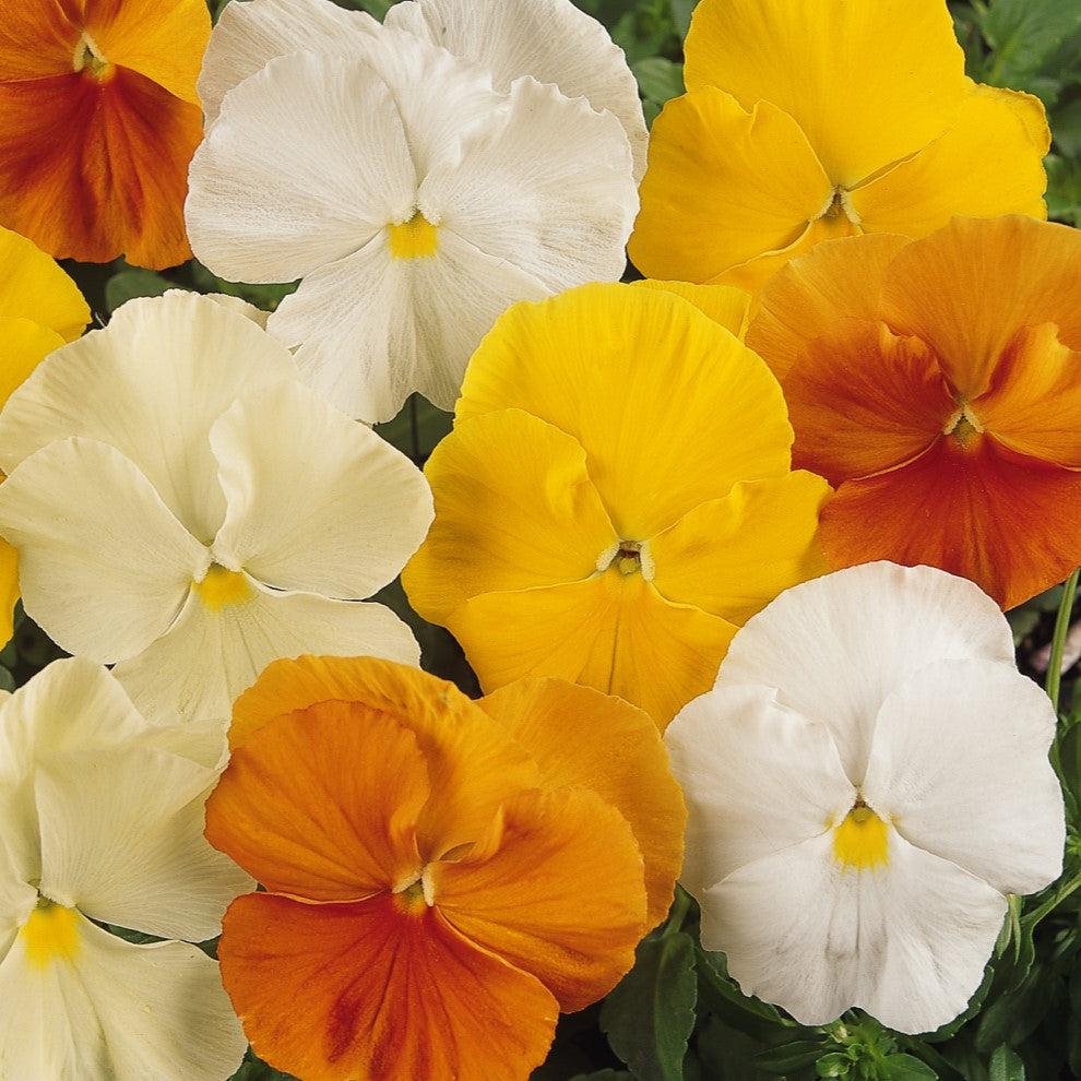 Viola x wittrockiana 'Matrix Citrus Mix' ~ Matrix™ Citrus Mix Pansy-ServeScape
