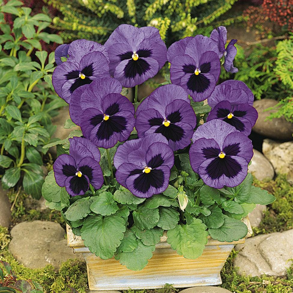 Viola x wittrockiana 'PAS419918' ~ Matrix™ Ocean Pansy-ServeScape