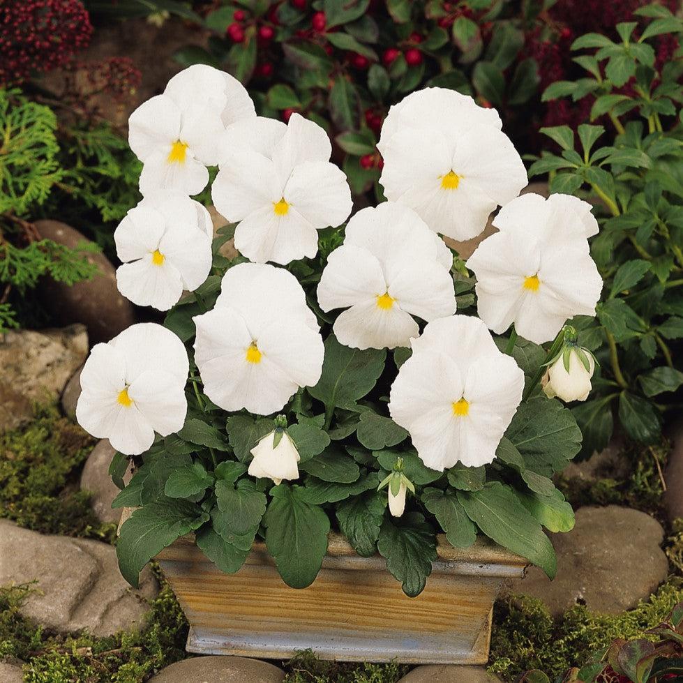 Viola x wittrockiana 'PAS882787' ~ Matrix™ White Pansy-ServeScape