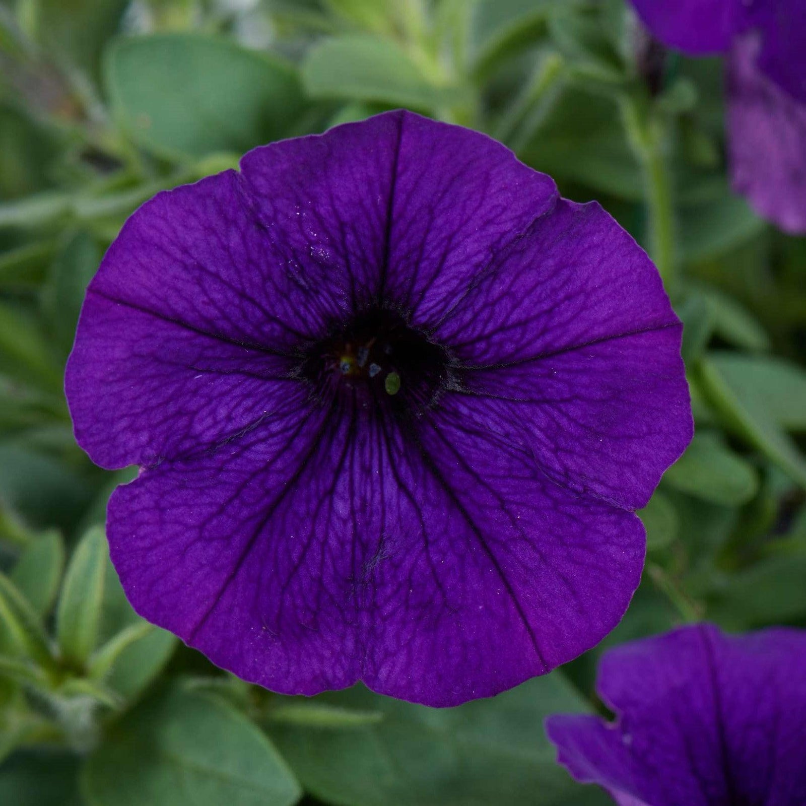 Petunia x 'Ray Blue' ~ Ray™ Blue Petunia-ServeScape