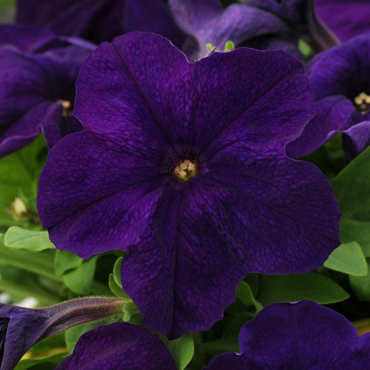 Petunia x hybrida 'PAS895903' ~ Pretty Grand™ Midnight Petunia-ServeScape