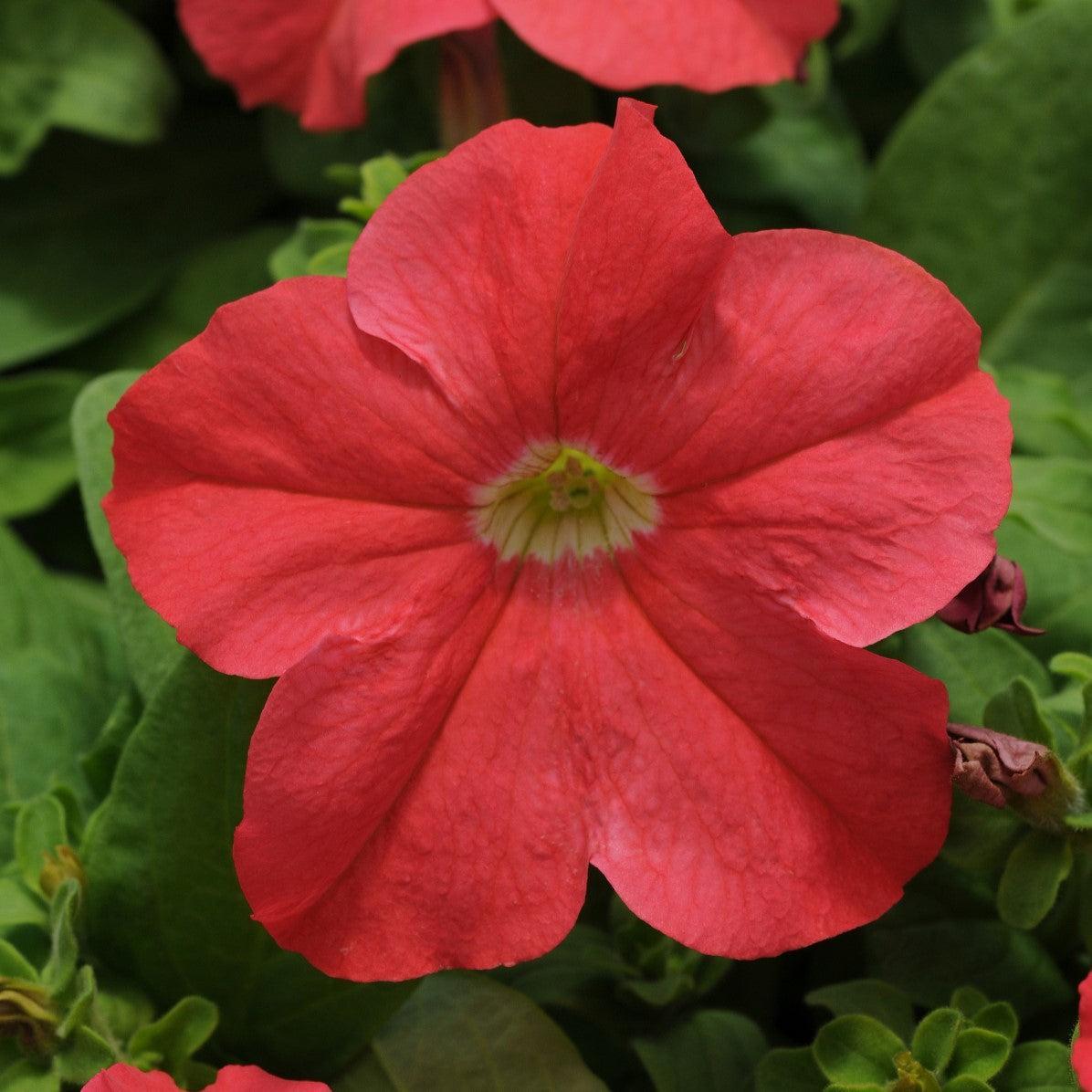 Petunia x hybrida 'PAS982883' ~ Pretty Grand™ Coral Petunia-ServeScape