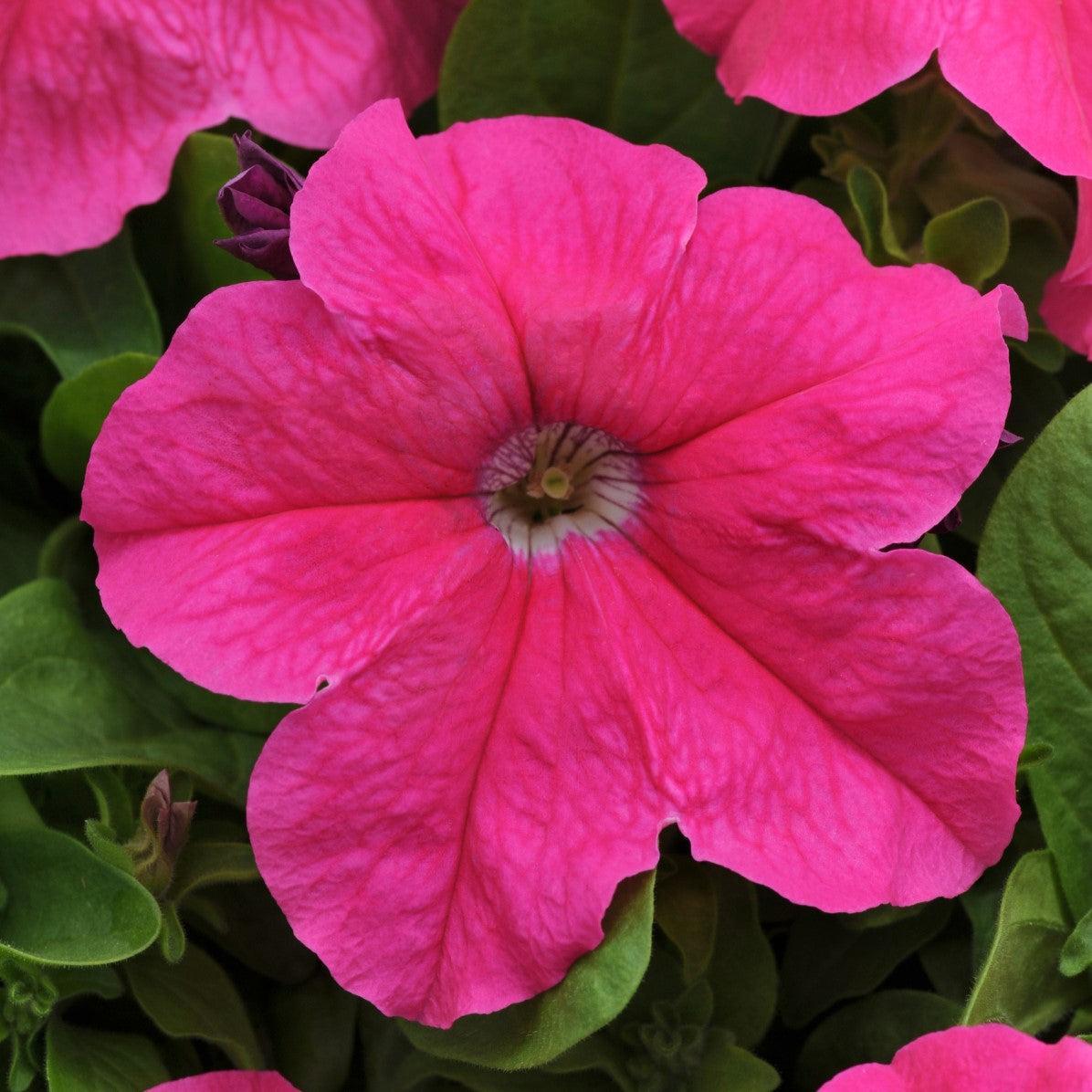 Petunia x hybrida 'PAS882672' ~ Pretty Grand™ Deep Pink Petunia-ServeScape