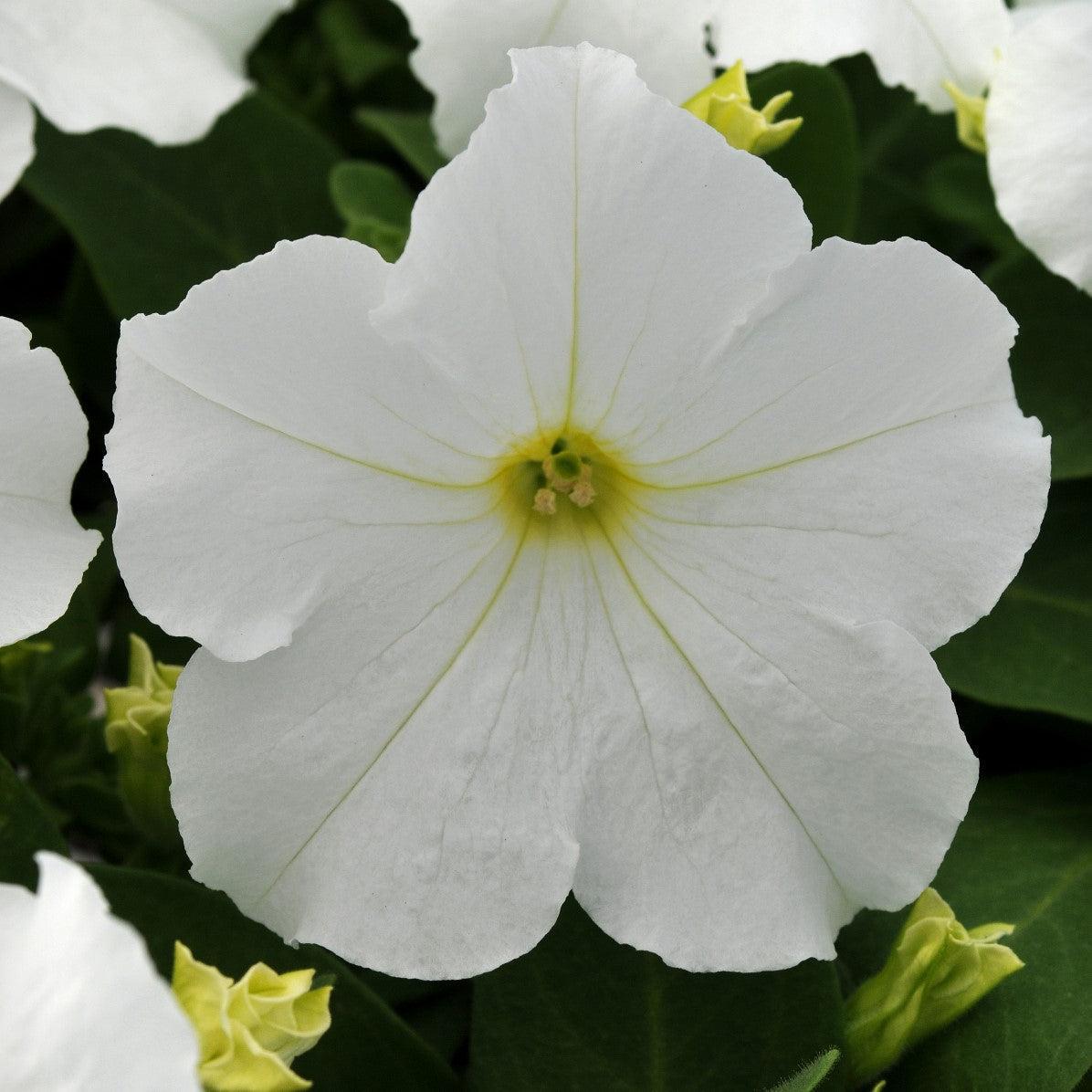Petunia x hybrida 'PAS882680' ~ Pretty Grand™ White Petunia-ServeScape