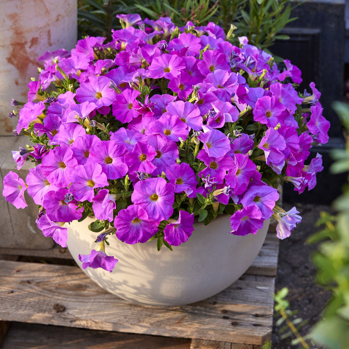 Petchoa 'SAKPXC037' ~ SuperCal® Premium Rose Pink Petchoa-ServeScape