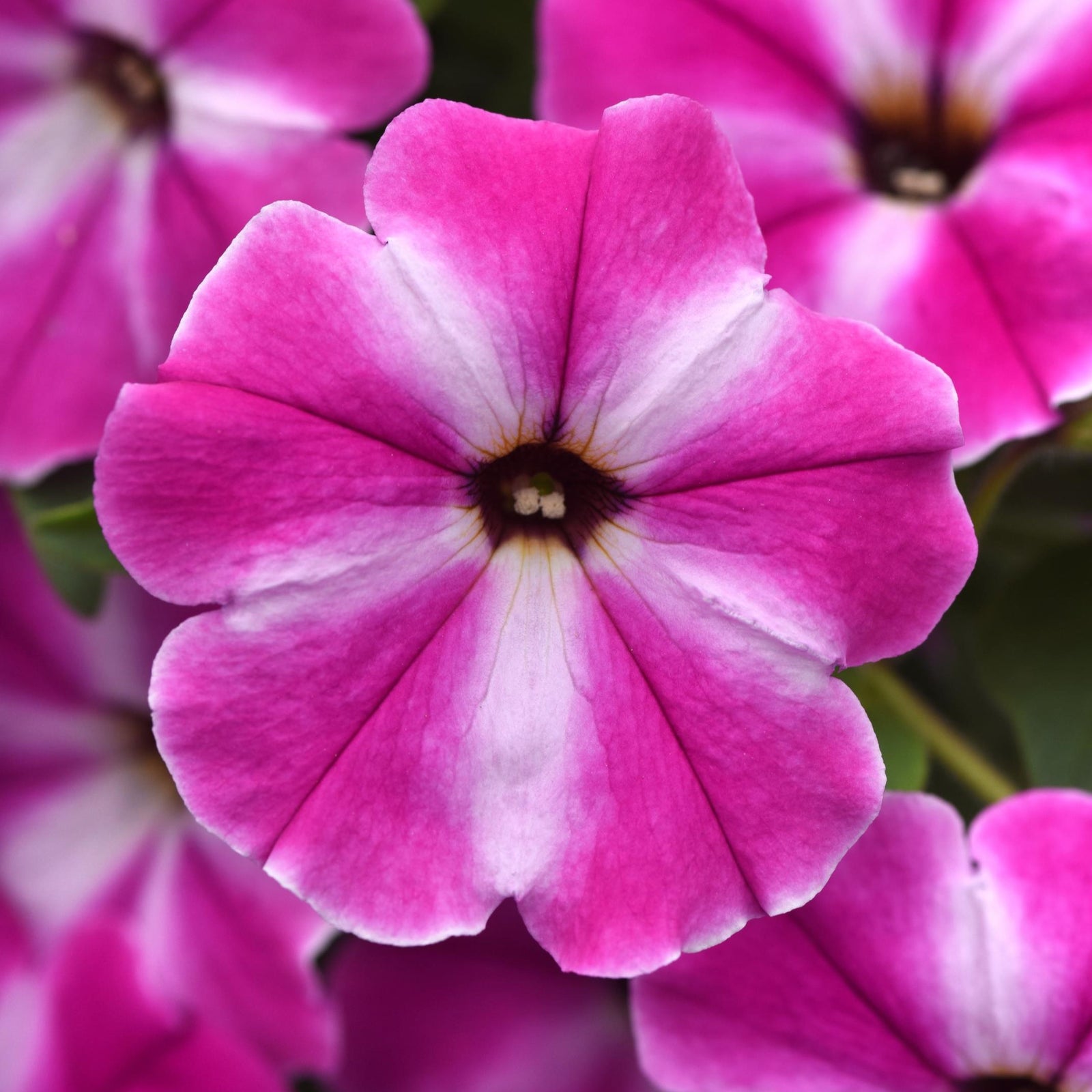 Petunia x 'Balcushinar' ~ ColorRush™ Pink Star Petunia-ServeScape