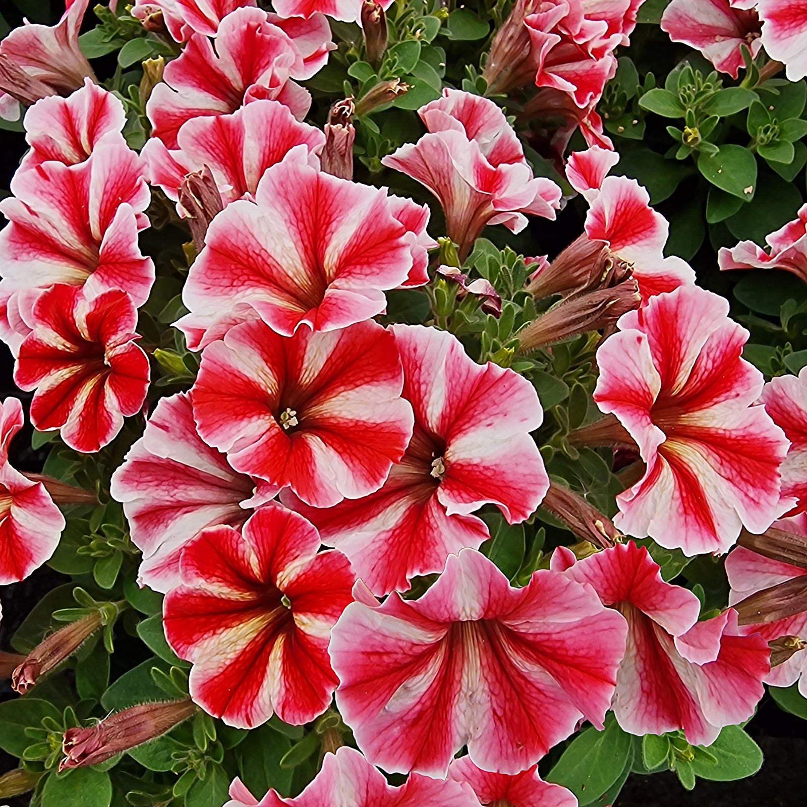 Petunia hybrid 'Crazytunia Secred Star’ ~ Crazytunia® Secred Star Petunia-ServeScape