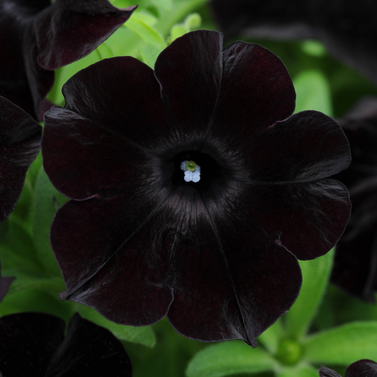 Petunia hybrid 'Dray68' ~ SlingShot™ Black Magic Petunia-ServeScape