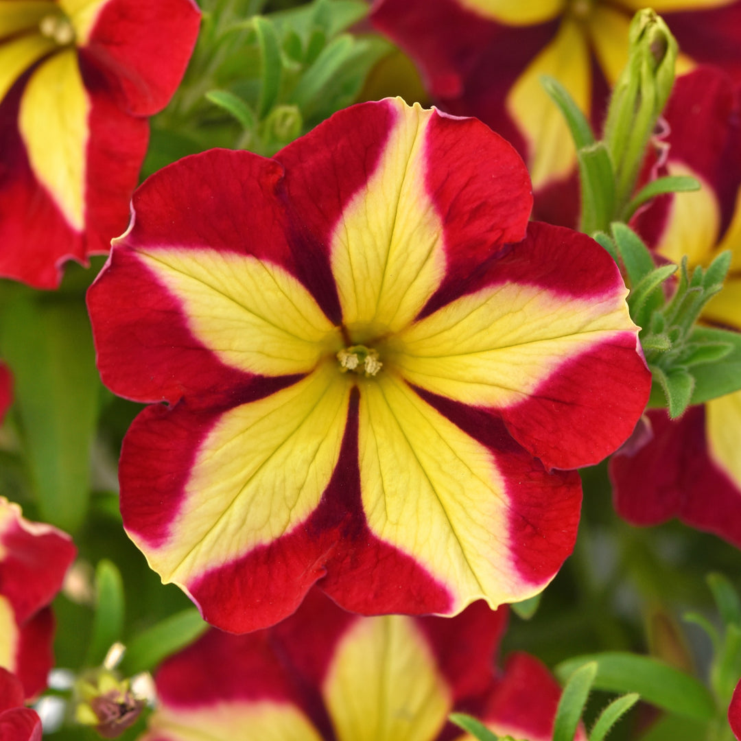 Petunia hybrid 'Balslincheel' ~ SlingShot™ Cherry Tartwheel Petunia-ServeScape
