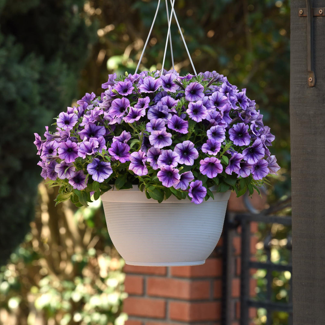 Petunia x 'Balsursbluv' ~ SureShot™ Blue Vein Petunia-ServeScape