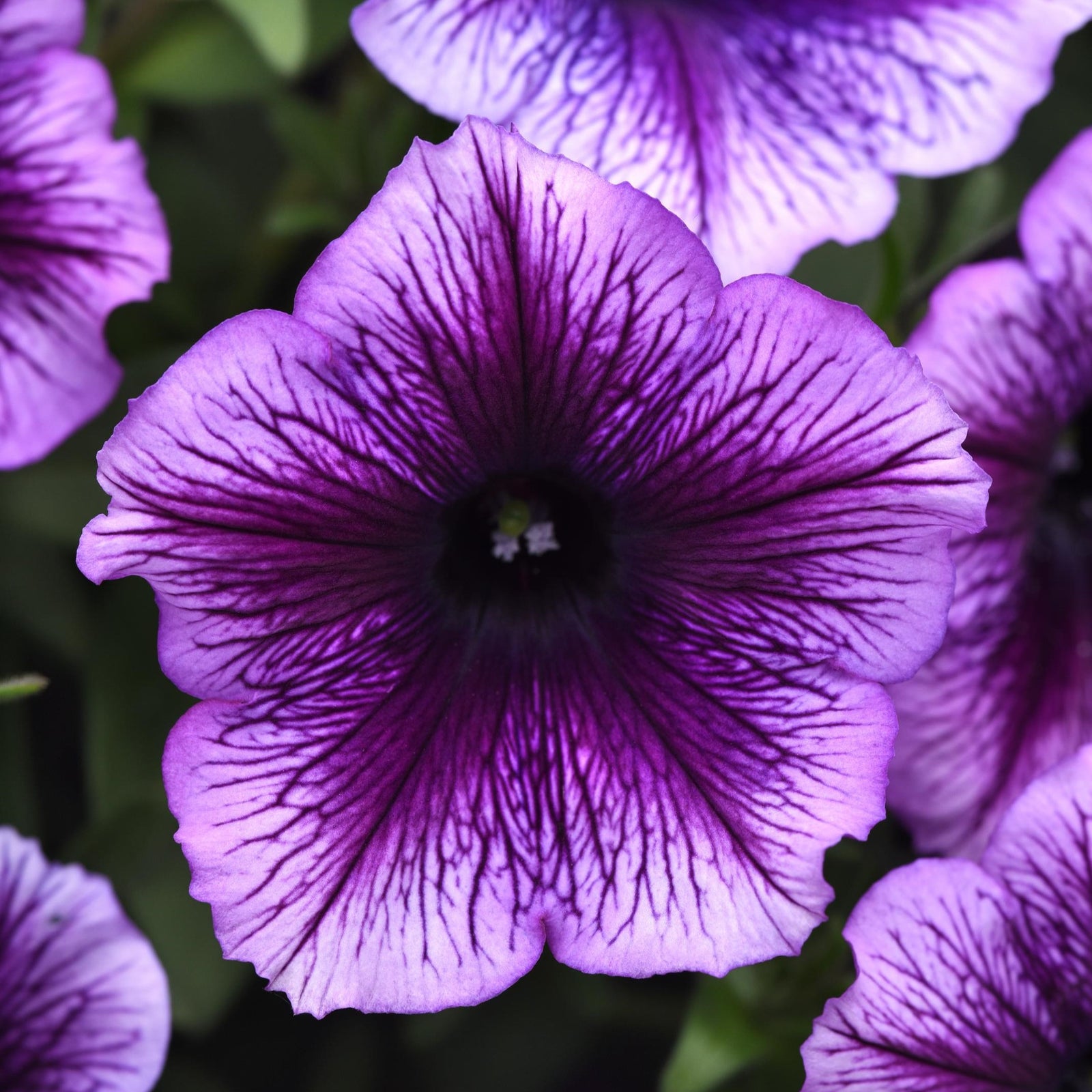 Petunia x 'Balsursbluv' ~ SureShot™ Blue Vein Petunia-ServeScape
