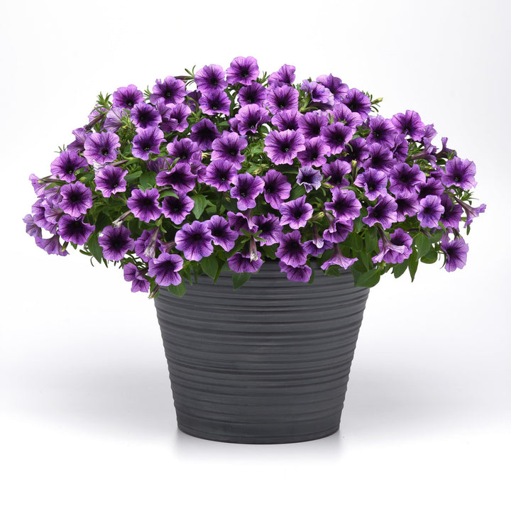Petunia x 'Balsursbluv' ~ SureShot™ Blue Vein Petunia-ServeScape