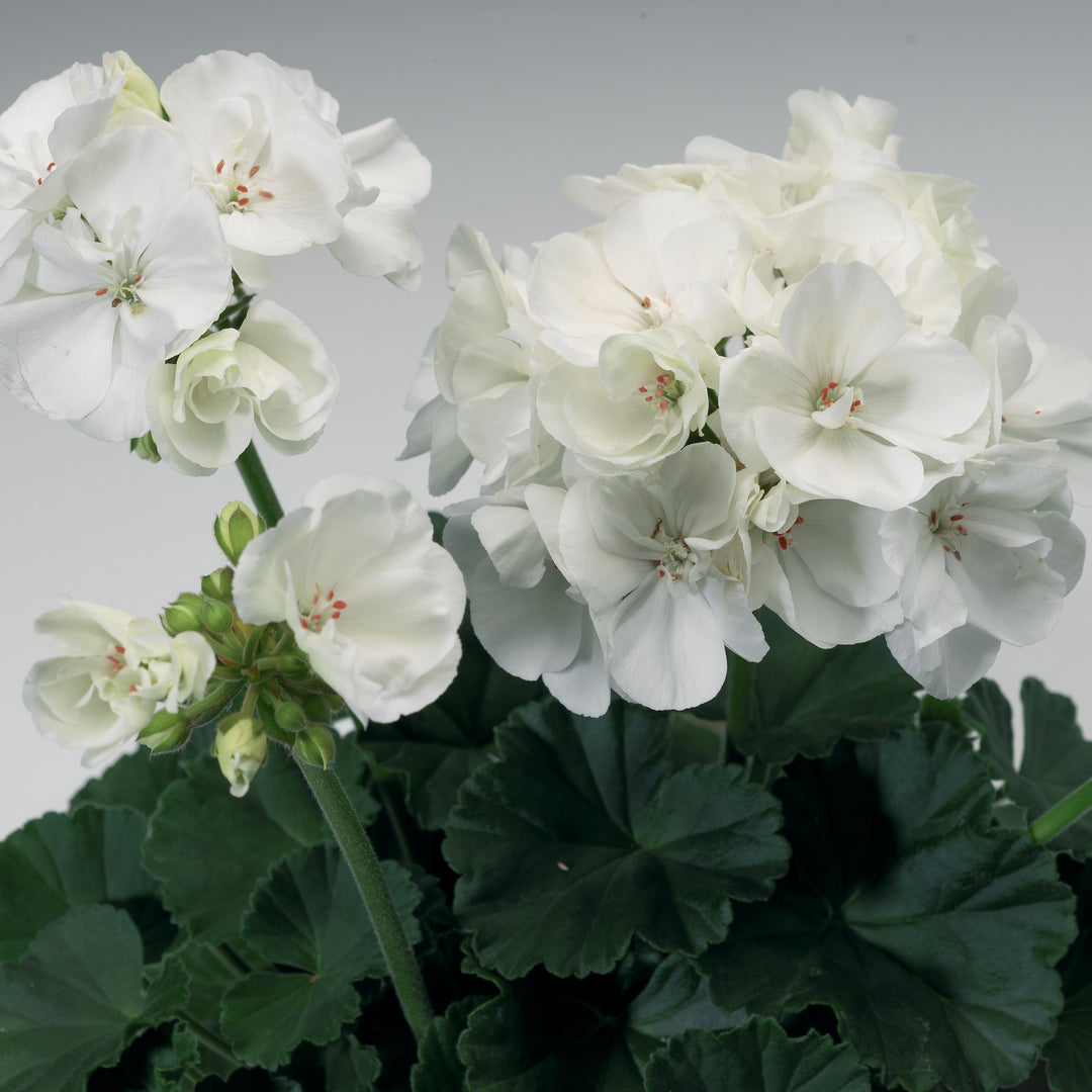 Pelargonium zonal 'Tango White' ~ Tango™ White Zonal Geranium-ServeScape