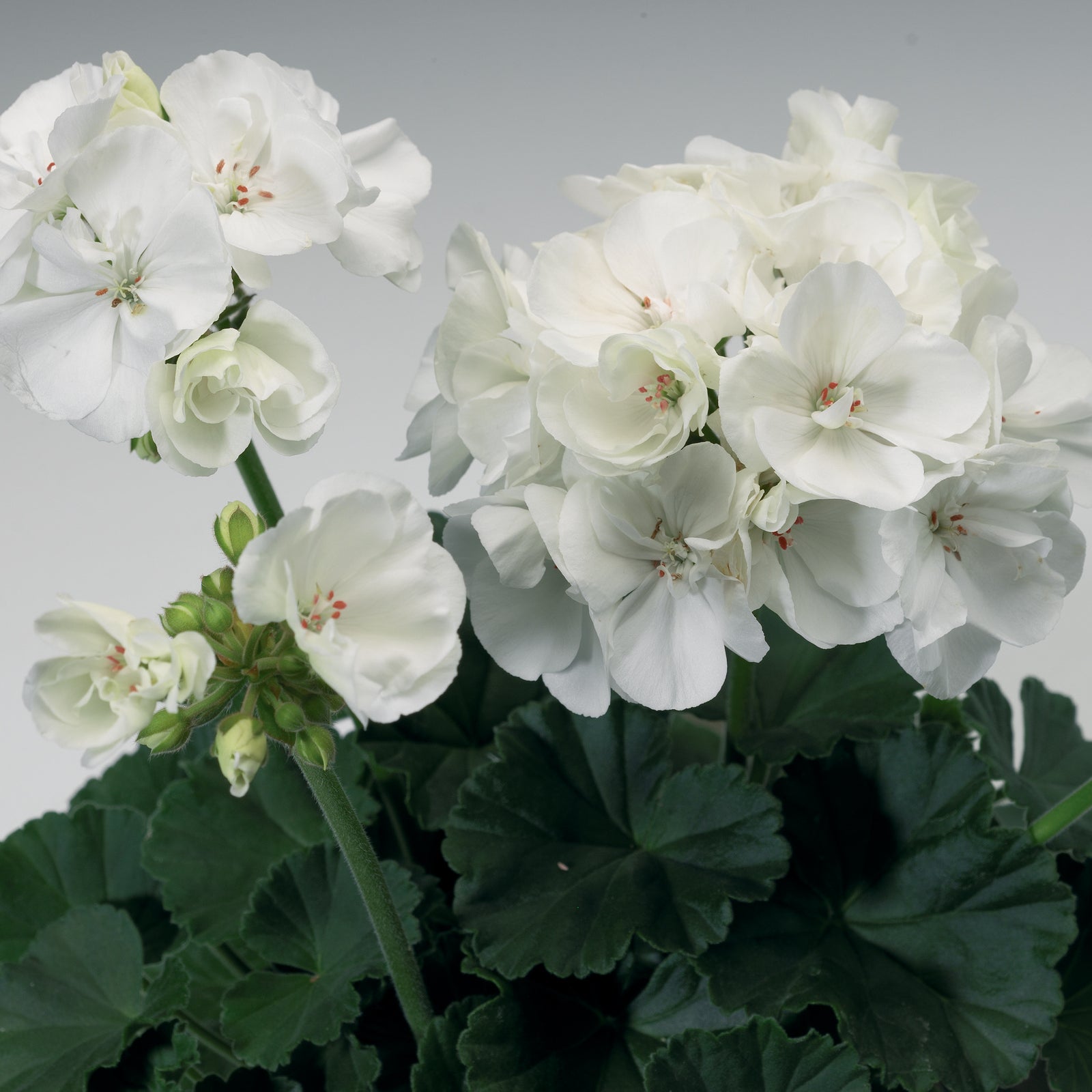 Pelargonium zonal 'Tango White' ~ Tango™ White Zonal Geranium-ServeScape