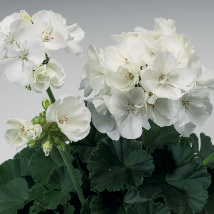 Pelargonium zonal 'Tango White' ~ Tango™ White Zonal Geranium-ServeScape