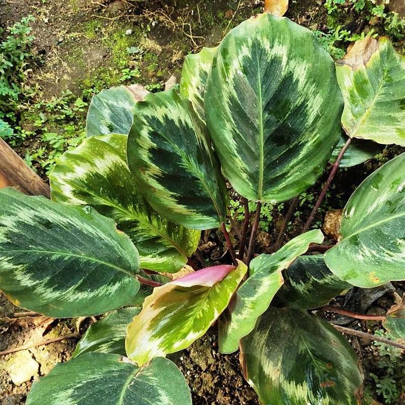 Calathea roseopicta 'Medallion' ~ Monrovia® Medallion Painted Prayer Plant-ServeScape