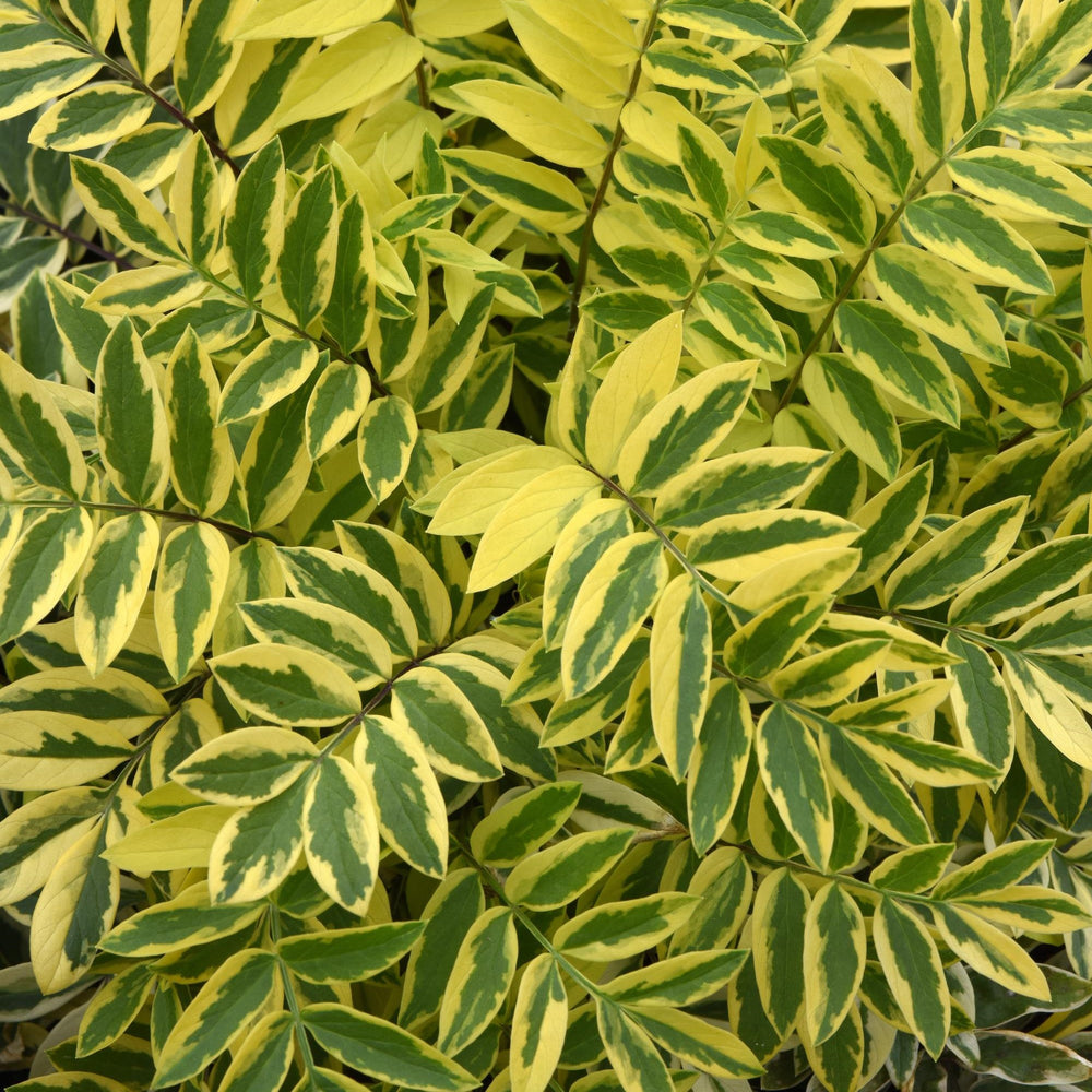 Polemonium pulcherrimum 'Golden Feathers' PP35,067 ~ Monrovia® Golden Feathers Jacob's Ladder-ServeScape