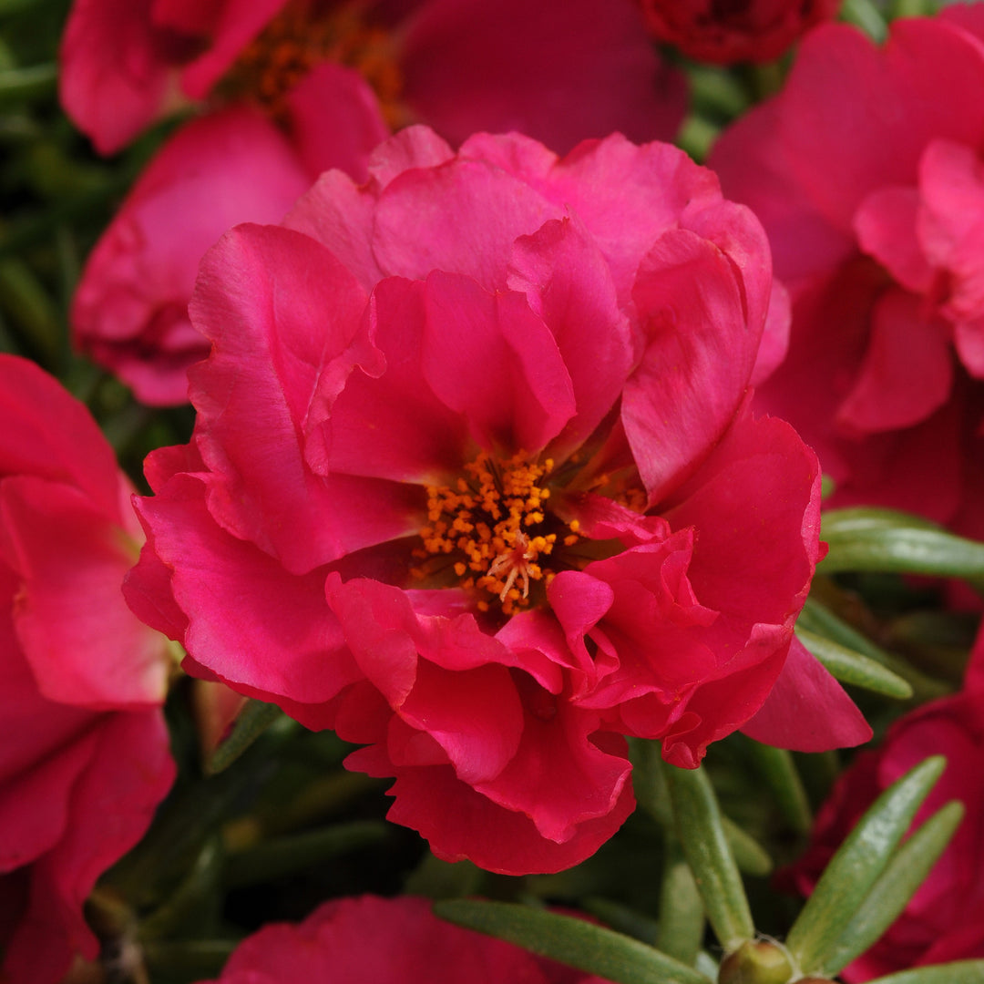 Portulaca grandiflora 'PAS752657' ~ Happy Hour™ Fuchsia Purslane-ServeScape