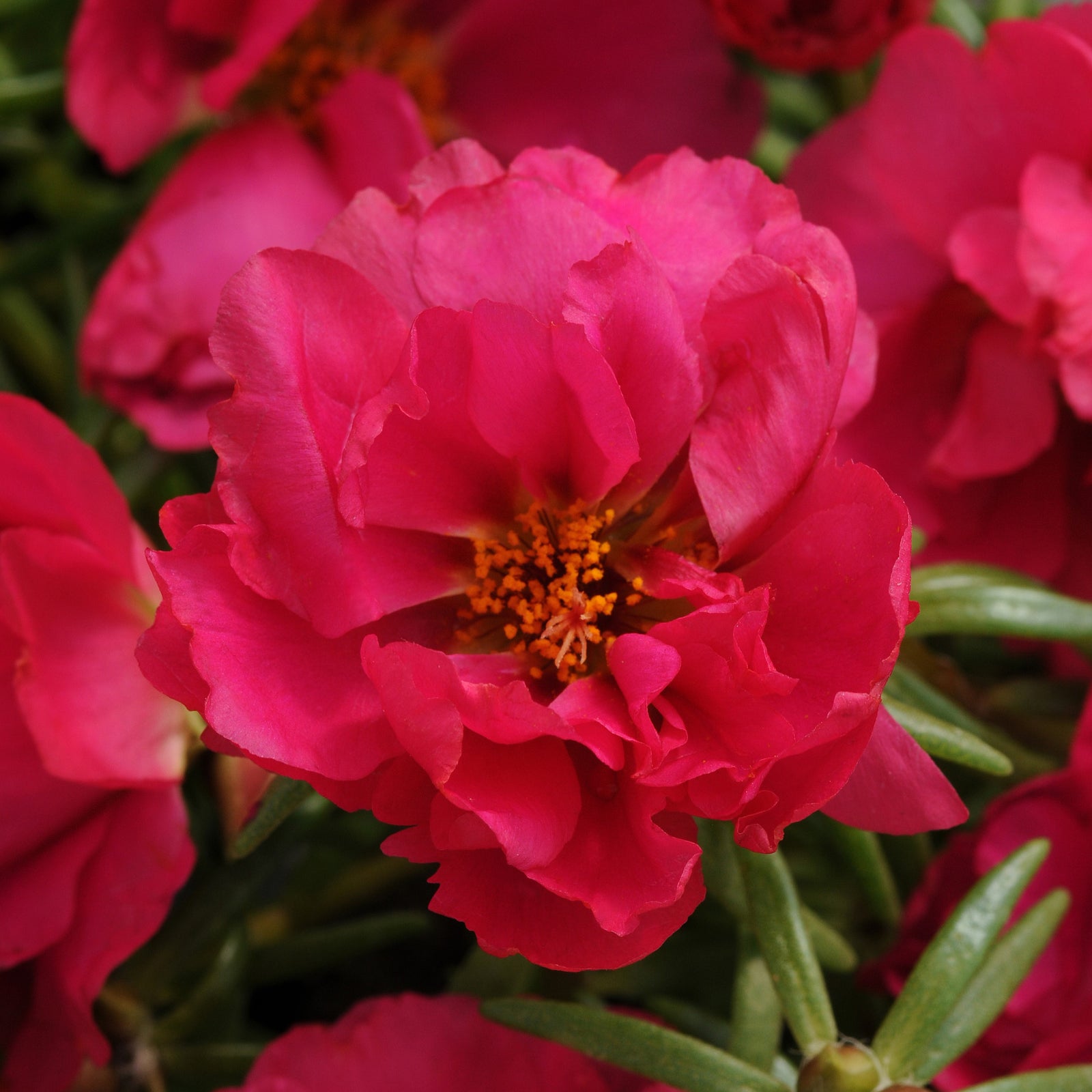 Portulaca grandiflora 'PAS752657' ~ Happy Hour™ Fuchsia Purslane-ServeScape