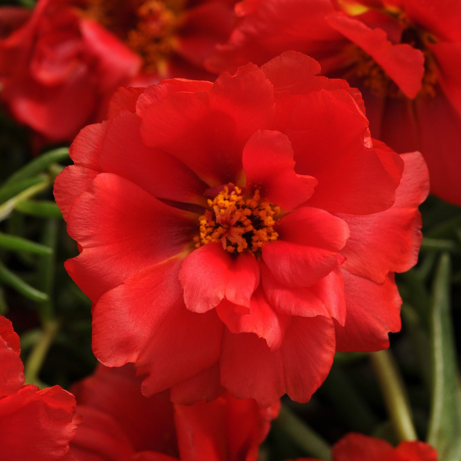 Portulaca grandiflora 'PAS752678' ~ Happy Hour™ Deep Red Purslane-ServeScape