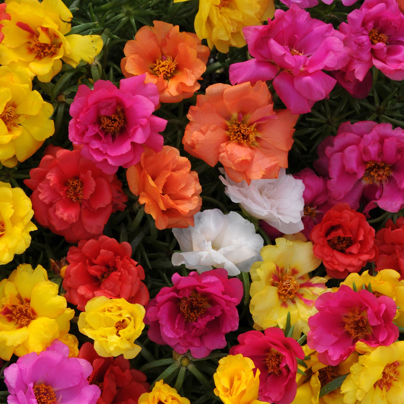 Portulaca grandiflora 'Happy Hour Mix' ~ Happy Hour™ Mix Purslane-ServeScape