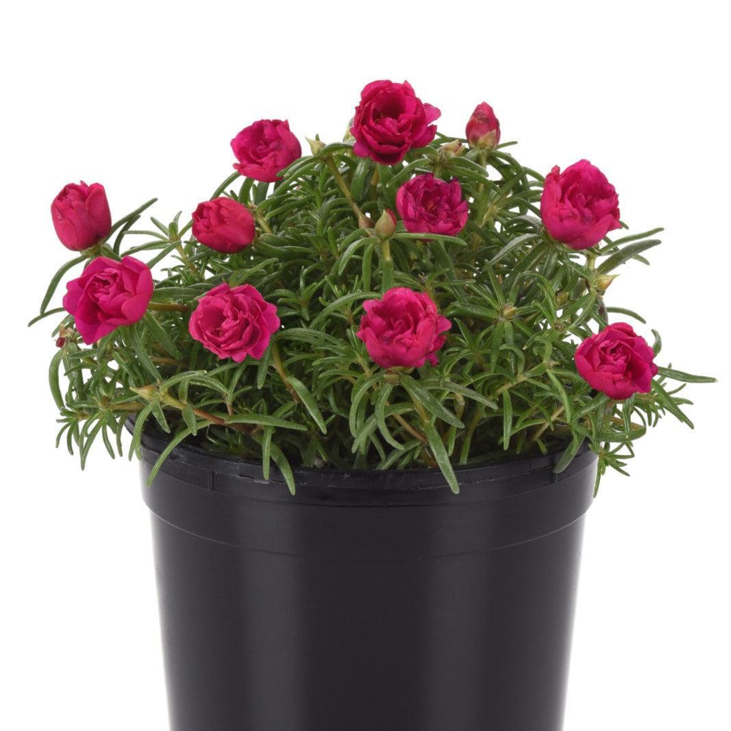 Portulaca grandiflora 'PAS752657' ~ Happy Hour™ Fuchsia Purslane-ServeScape