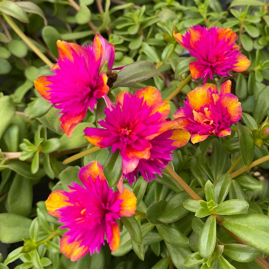 Portulaca oleracea 'Seaglass Double Dragonfruit' ~ Seaglass™ Double Dragonfruit Purslane-ServeScape