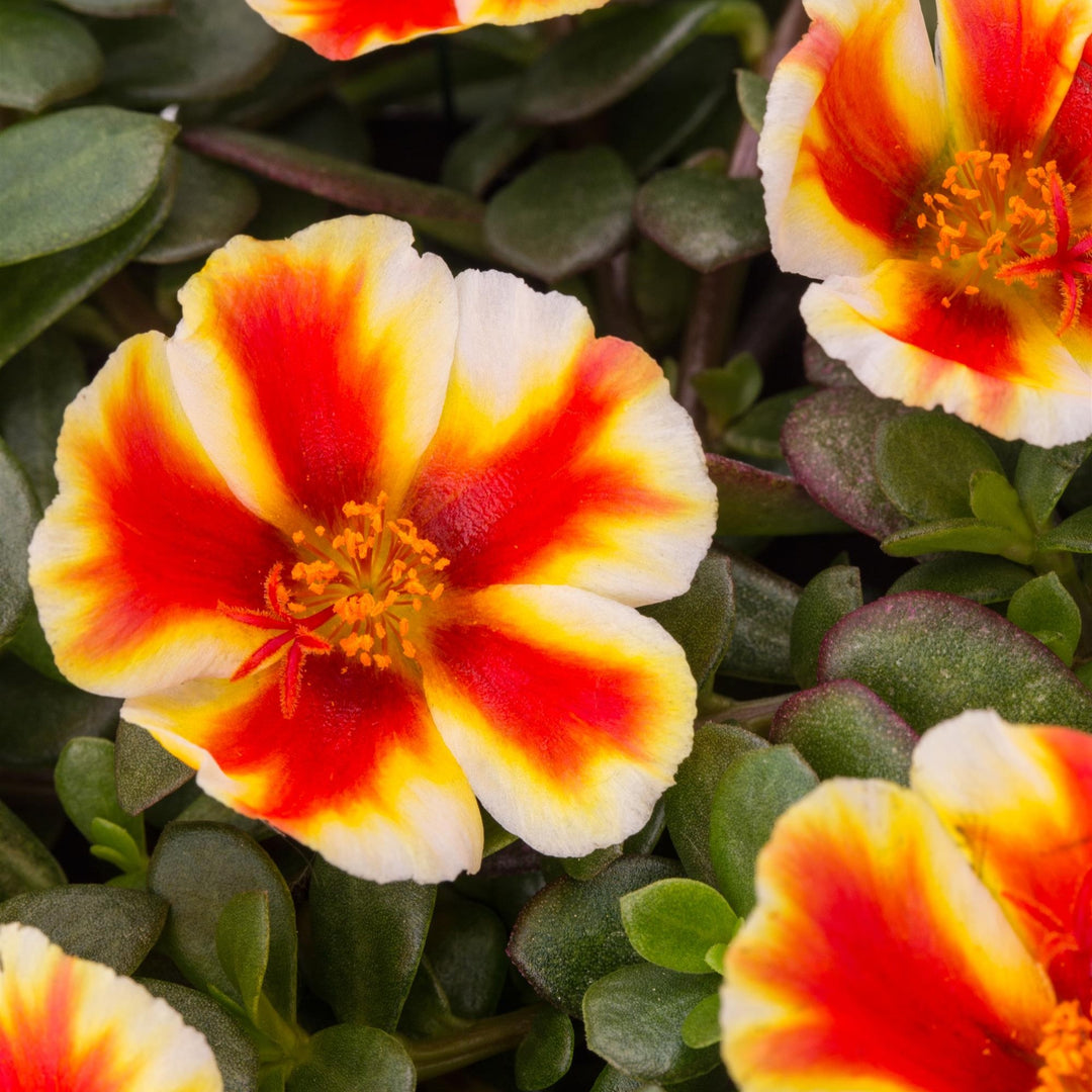 Portulaca oleracea 'Seaglass Mango Mojito' ~ Seaglass™ Mango Mojito Purslane-ServeScape