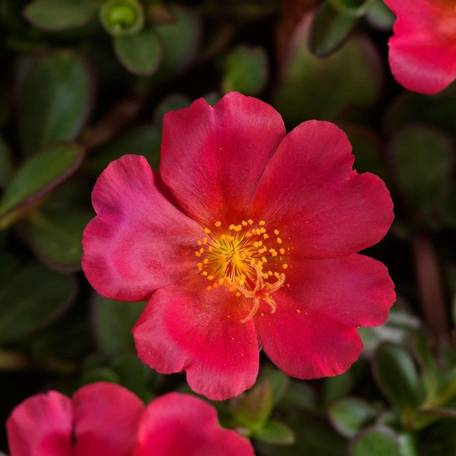 Portulaca oleracea 'Mega Pazzaz Dark Pink' ~ Monrovia® Mega Pazzaz™ Dark Pink Purslane-ServeScape