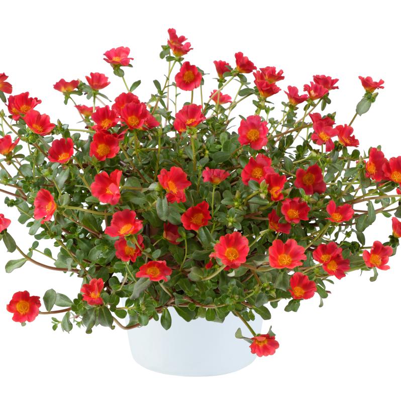 Portulaca oleracea 'Mega Pazzaz Red' ~ Monrovia® Mega Pazzaz™ Red Purslane-ServeScape